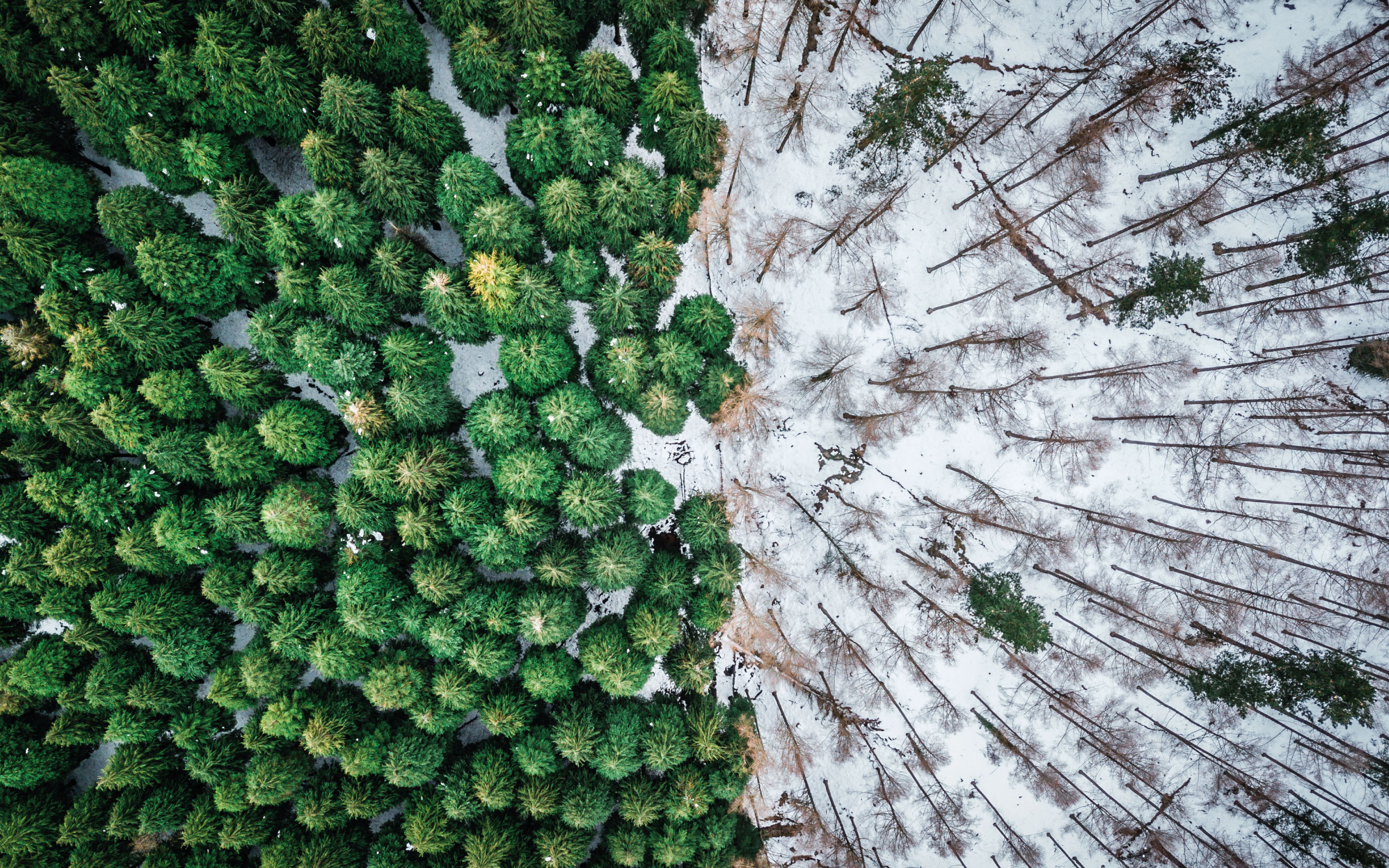 Webpage banner European Deforestation Regulation