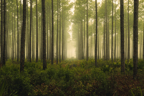 Sustainability strategy and governance