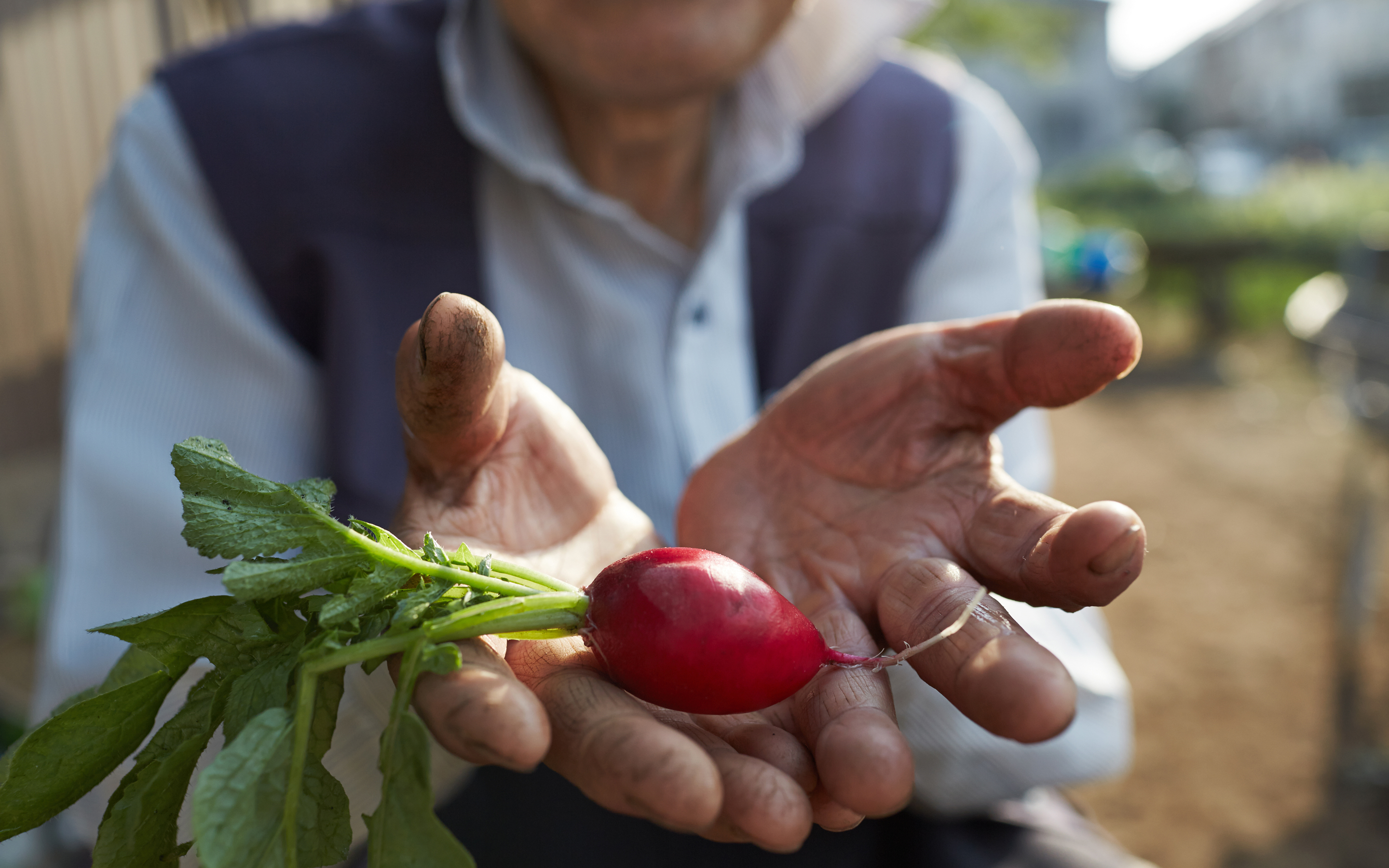 growing-food-at-home