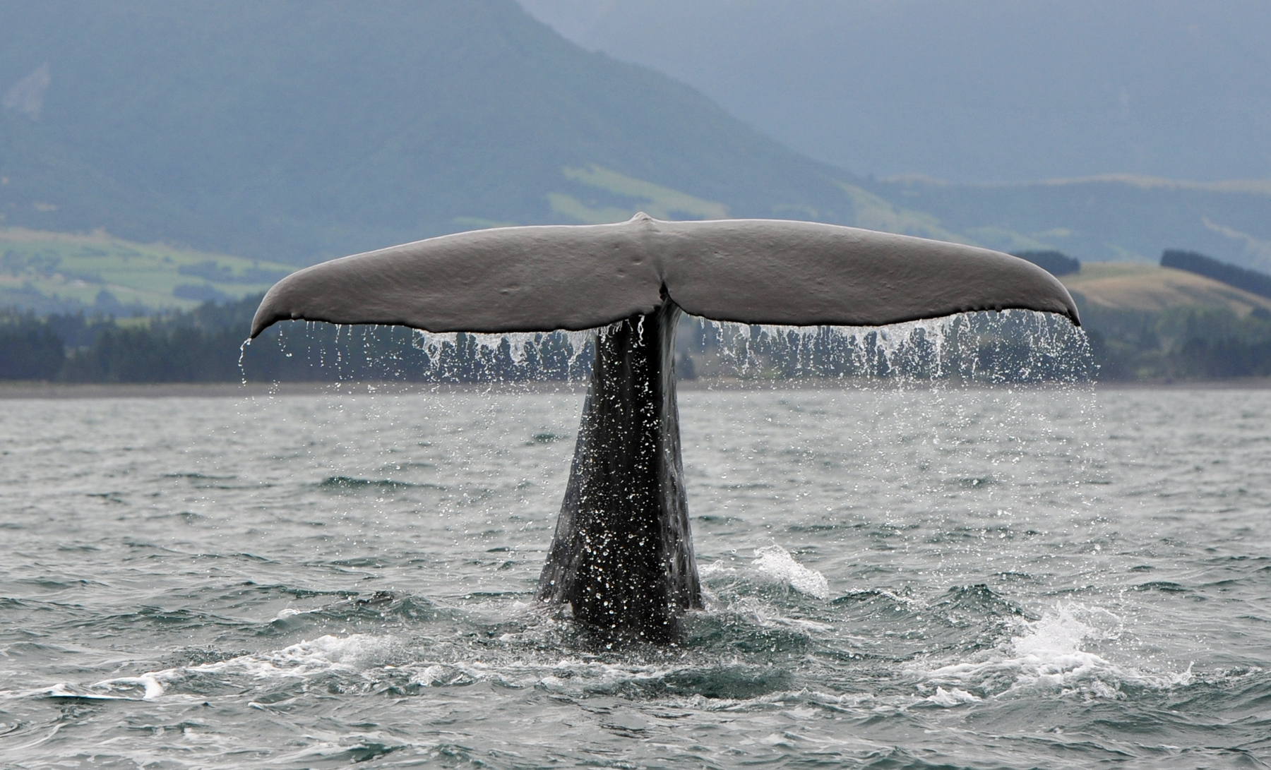 Sperm Whale