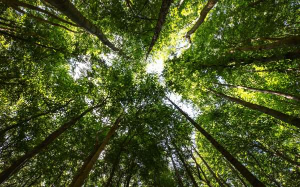 Sustainable Mobility Solutions in Automotive Industry