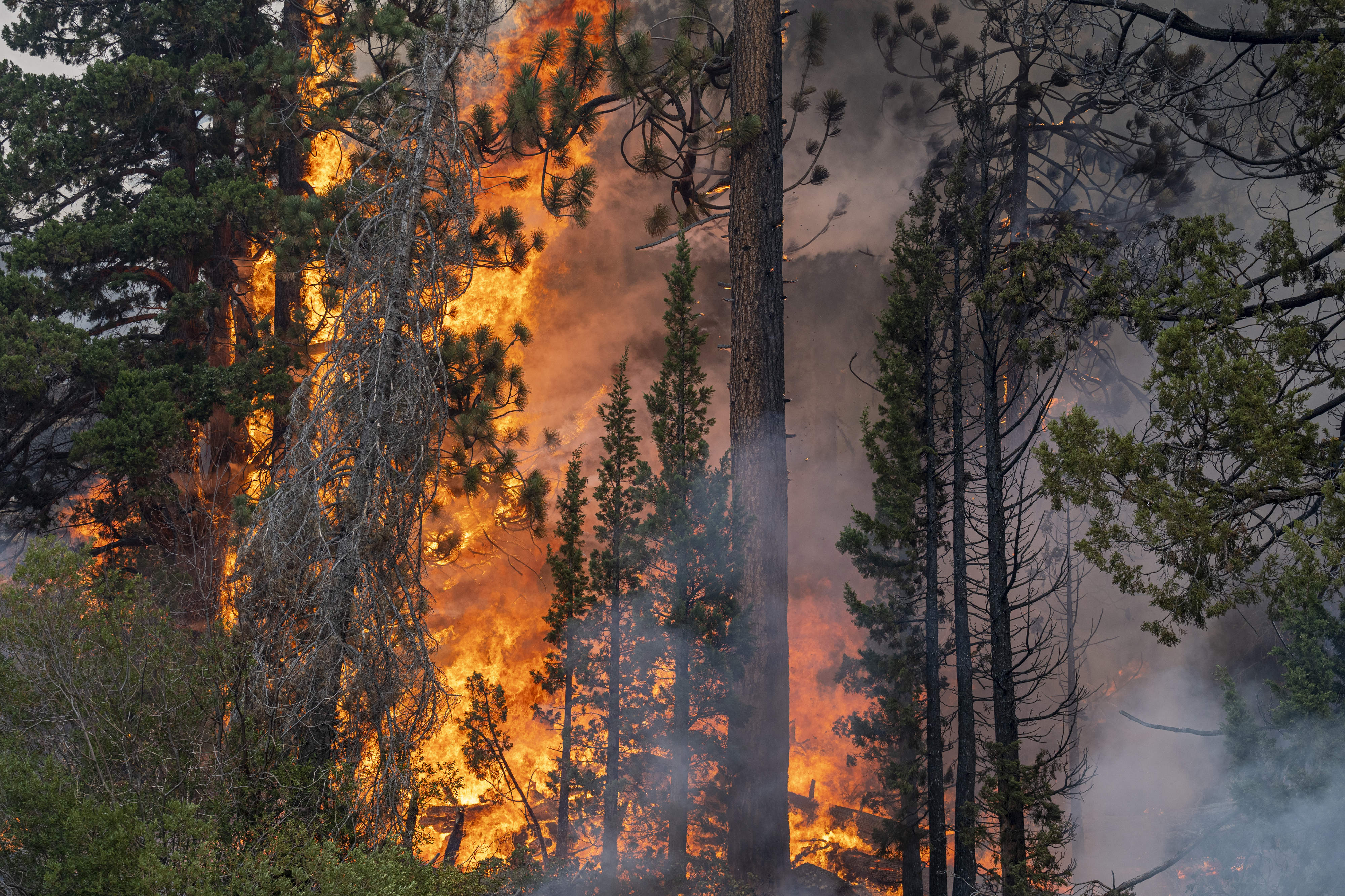 A Forest In Flames